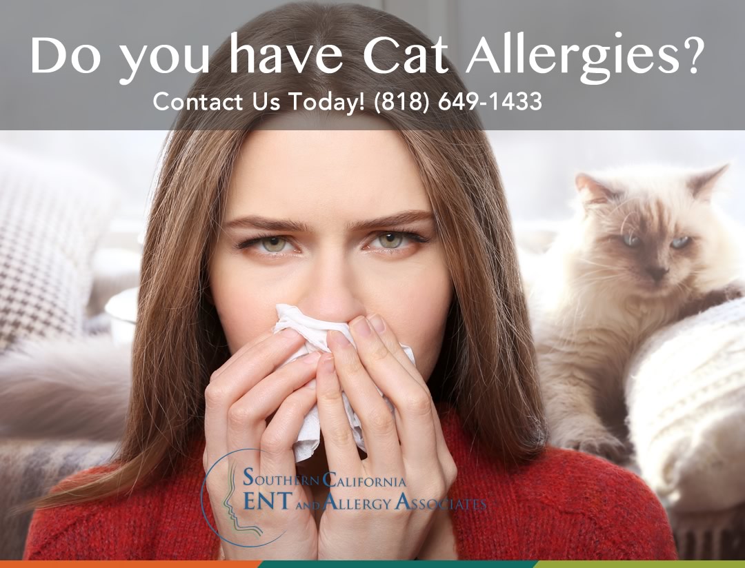 post-cat-allergies