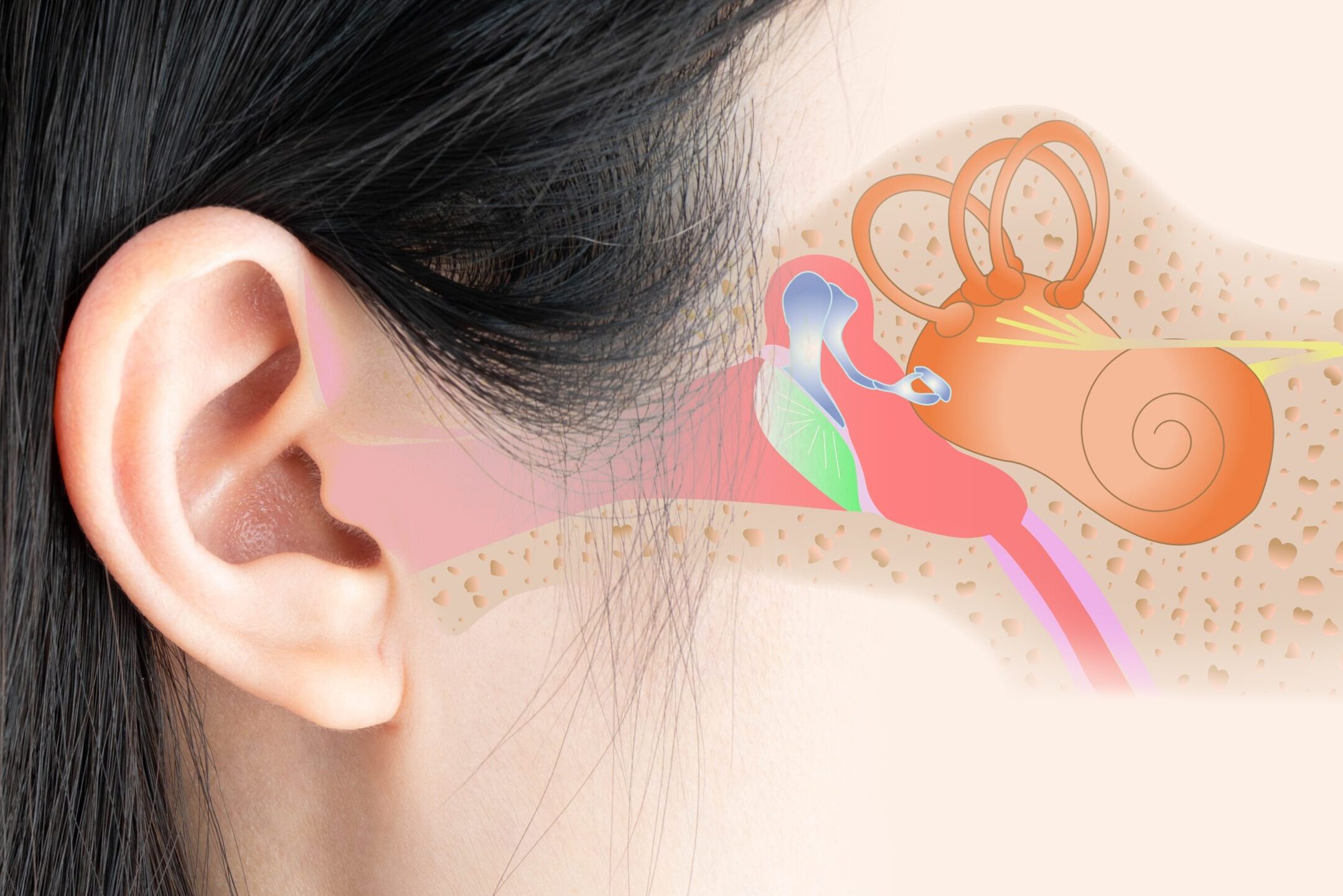 Human,Ear,Anatomy,Of,The,Outer,,Middle,,And,Inner,Ear.